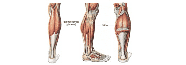 panturrilha_gastrocnemios_soleo