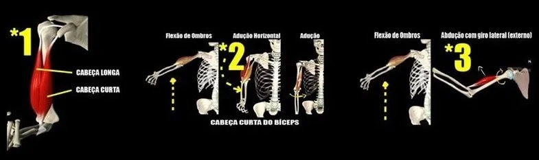 Bíceps Braquial (1)