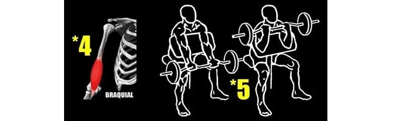 Bíceps Braquial (2)