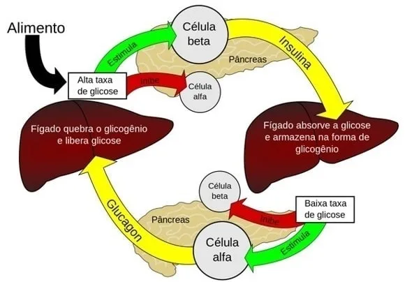 diabetes diabetico hipoglicemia 2