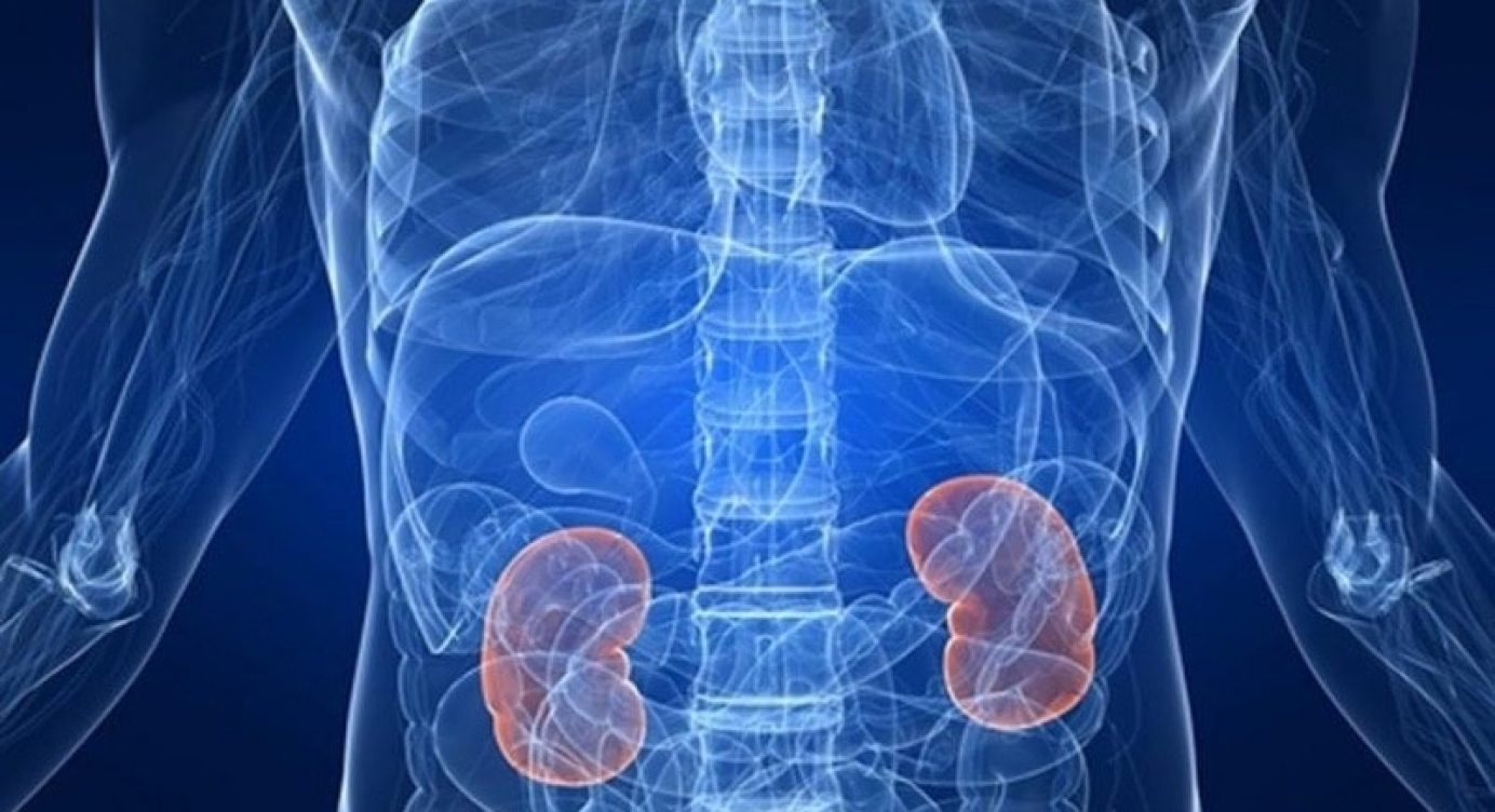 A Creatina pode prejudicar a Função Renal?