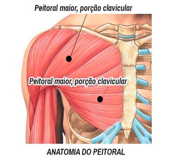 Tipos de supino: entenda a diferença e quais são