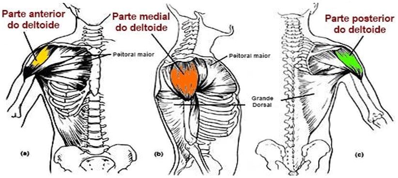 três porções do deltoide