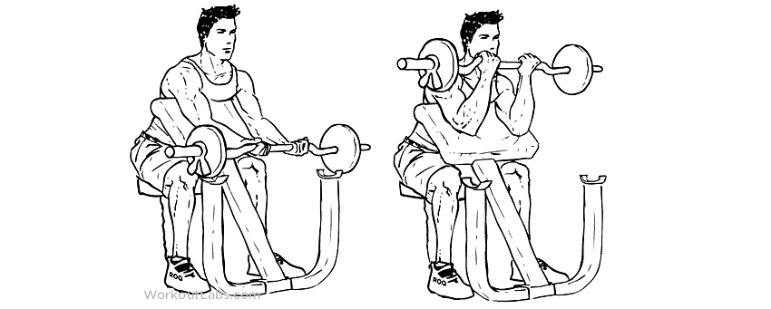 Preacher Curl Rosca Scott