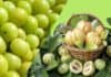 Garcinia Cambogia para Emagrecer: o que é, para que serve, benefícios e ingestão Garcinia Cambogia para emagrecer, o que é, para que serve, benefícios