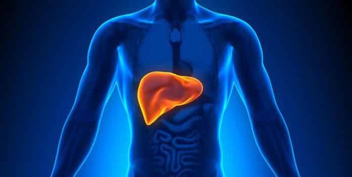 Whey Protein faz mal ao Fígado?
