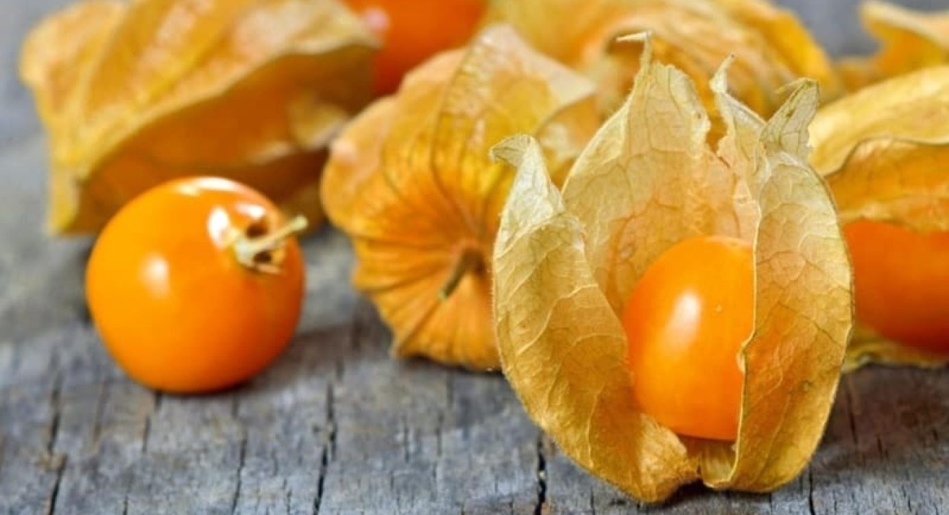 Benefícios do Physalis para Emagrecer (super fruta)