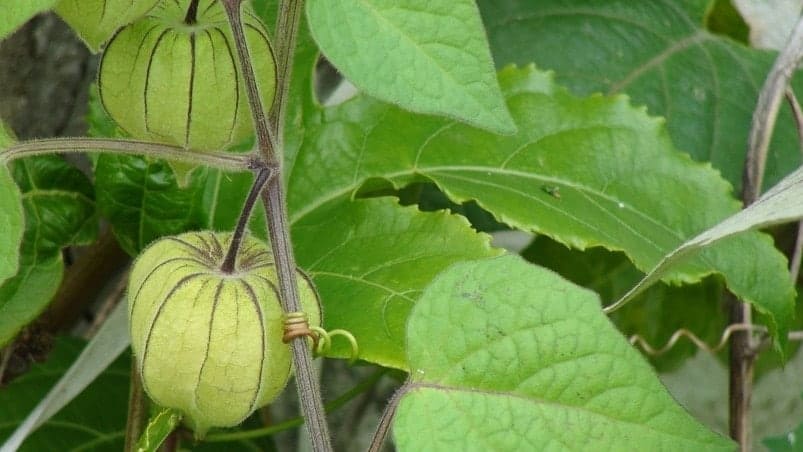 Benefícios do physalis