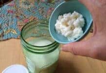 Quanto tempo o Kefir pode ficar no mesmo Leite?