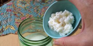 Quanto tempo o Kefir pode ficar no mesmo Leite?