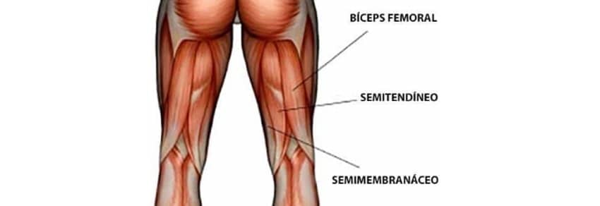 Musculos Pernas Posteior