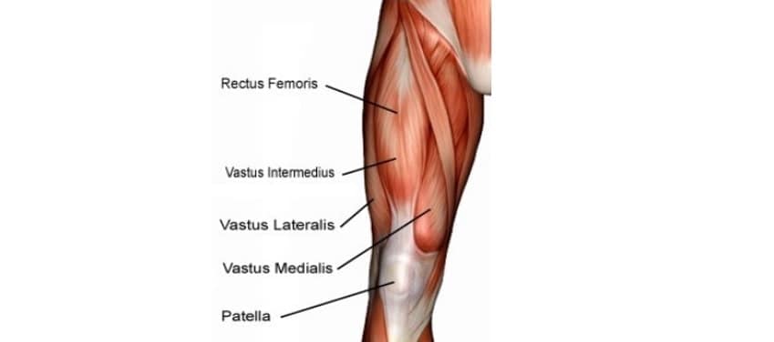 Musculos Pernas