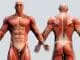 Musculo01