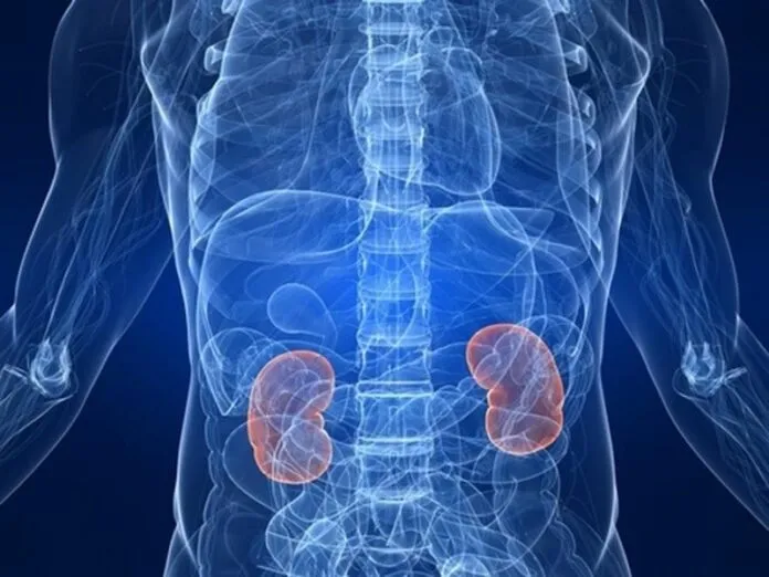 Creatina e funcao renal Creatina e funcao renal