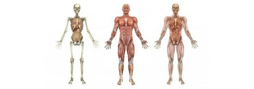 anatomia-corpo-humano