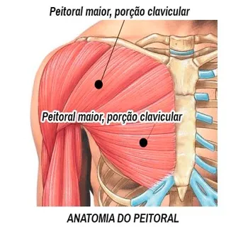 Tipos de Supino e suas diferenças