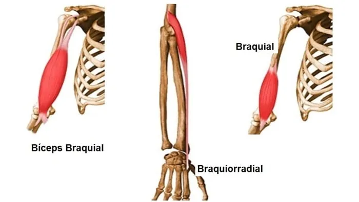 Rosca Direta Musculos Braço
