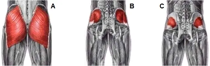 ANATOMIA DOS GLÚTEOS