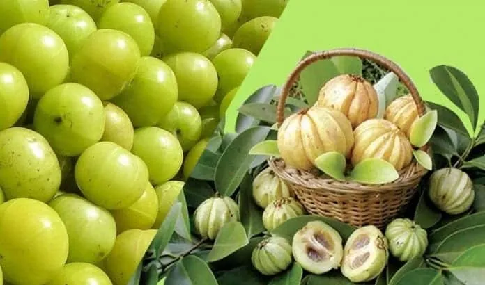 Garcinia Cambogia e Goiaba para Emagrecer Goiabas e Garcinia Cambogia, ingredientes naturais para emagrecimento.
