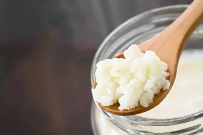Como cuidar do kefir de leite Cuidados para o melhor aproveitamento do Kefir Como cuidar do kefir de leite? Cuidados para o melhor aproveitamento do Kefir