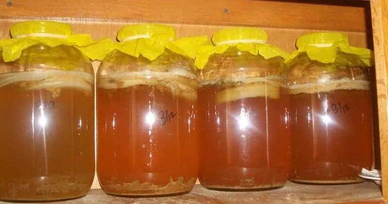 Como preparar o Kombucha em casa