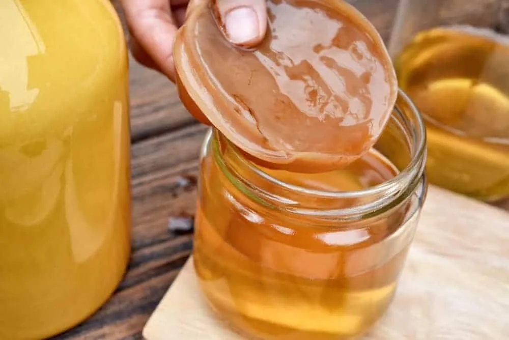 Scoby da Kombucha