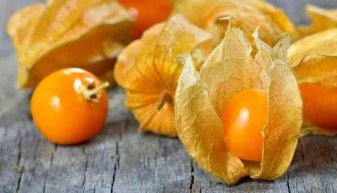 Physalis para emagrecer e saúde Physalis, fruta saudável para emagrecimento e dieta.