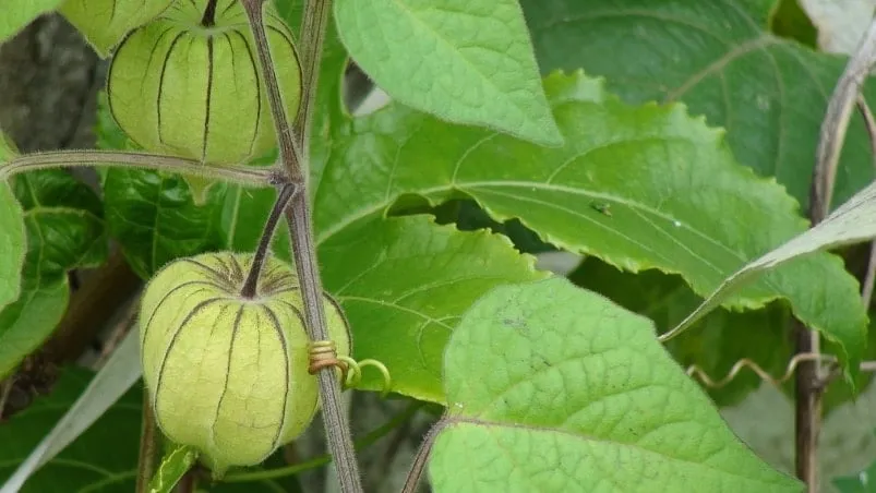 Physalis, fruta super nutritiva para emagrecimento saudável.