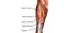 Musculos Pernas